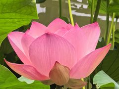 -醉香隆.山水庭院.湖北菜(东湖店)