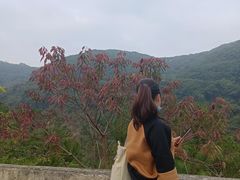 -广州白江湖森林公园