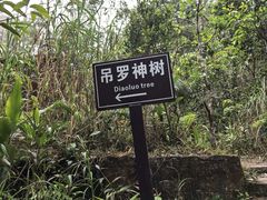 -海南热带雨林国家公园吊罗山景区