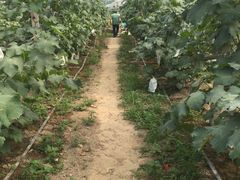 -马陆小张葡萄园农家乐