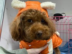 -伟伟宠物医院·CT影像中心·瑞派犬猫综合性门诊(汉口总院)