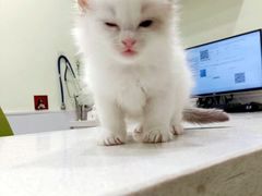 -艾吉宠物医院·疑难杂症转诊中心·猫友好(碧江路院)