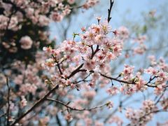 -王借岗森林公园