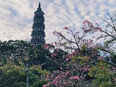 -顺峰山公园