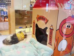 -屋虎猫馆(宝安大仟里店)