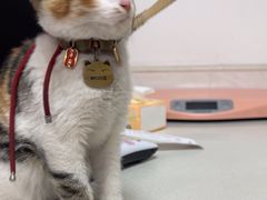 -乐琪宠物医院·犬猫专科·骨外科·急重症