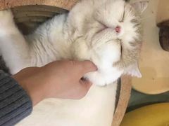-滚猫咖啡·猫咖·猫友好撸猫(未来城店)
