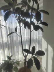 -HEYAN荷妍专业脱毛连锁机构
