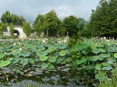 -金银湖国家城市湿地公园