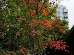 -四川大学(望江校区)
