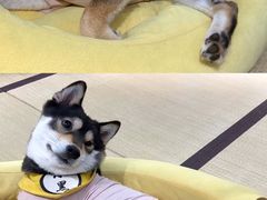 -逗柴咖啡屋·狗咖猫咖宠物桌游