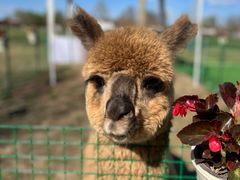 -圣露庄园·露营·烤肉·亲子