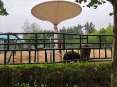 -秦皇岛野生动物园