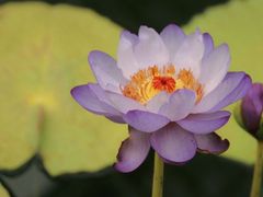-国家植物园