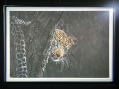 -罗红摄影艺术馆