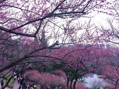 -重庆彩云湖湿地公园