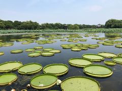 -荷塘月色湿地公园·向阳花洲