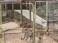 -青藏高原野生动物园