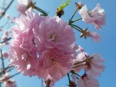 -天适樱花悠乐园