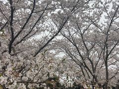 -高东镇樱花园