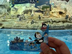 -帝企鹅自助餐厅•儿童岛•真企鹅(长隆企鹅酒店)