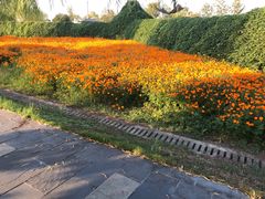 -枫林花海