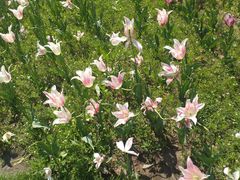 -长春公园(普阳街道)