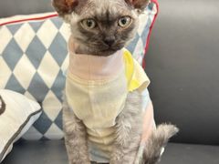 -瑞鹏瑞爱宠物医院·全科·猫科·血液透析中心(龙头寺店)