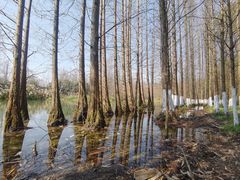 -桤木河湿地公园