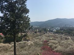-香雪海