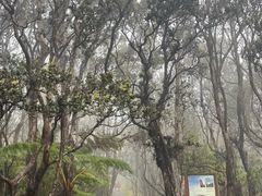 -夏威夷火山国家公园