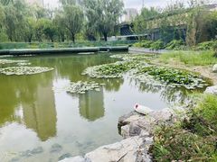 -大望京公园
