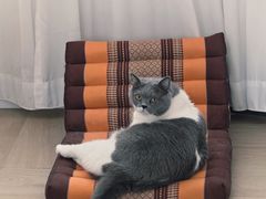 -宠物星动物医院·眼科·异宠·猫科(江南大道总院)