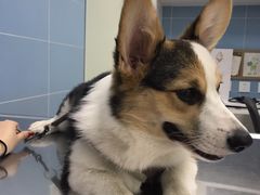 -北京博爱动物医院有限公司