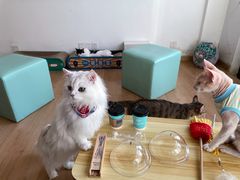 -猫在这儿猫咪咖啡馆·撸猫馆