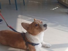 -乐琪宠物医院·犬猫专科·骨外科·急重症