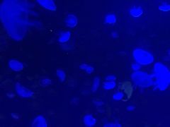 -江和美海洋公园