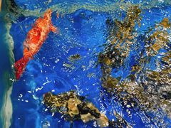 -盒马鲜生(顺义店)