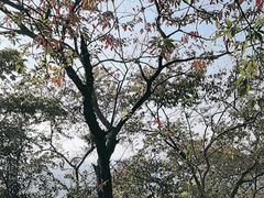-火炉山森林公园