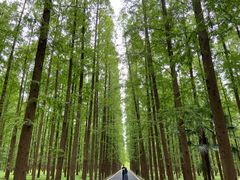 -东平国家森林公园