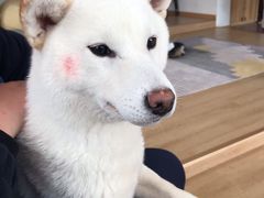 -南京Hallo宠物乐园·哈罗犬舍·柴犬繁育基地