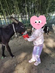 -上美四季动物农场