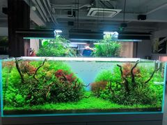 -ADA自然水景世界