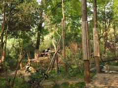 景点-成都大熊猫繁育研究基地