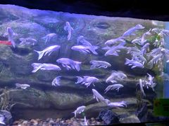 -芜湖新华联大白鲸海洋公园