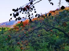 -南窖乡水峪村山情农家