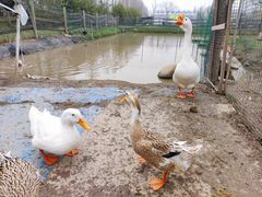 -前小桔亲子创意农场·草莓采摘·露营烧烤