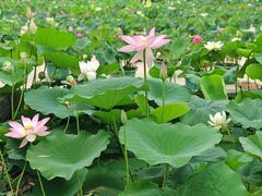 -莲花池公园