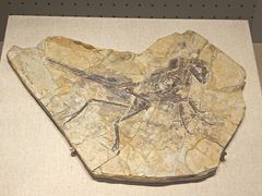 -辽宁古生物博物馆