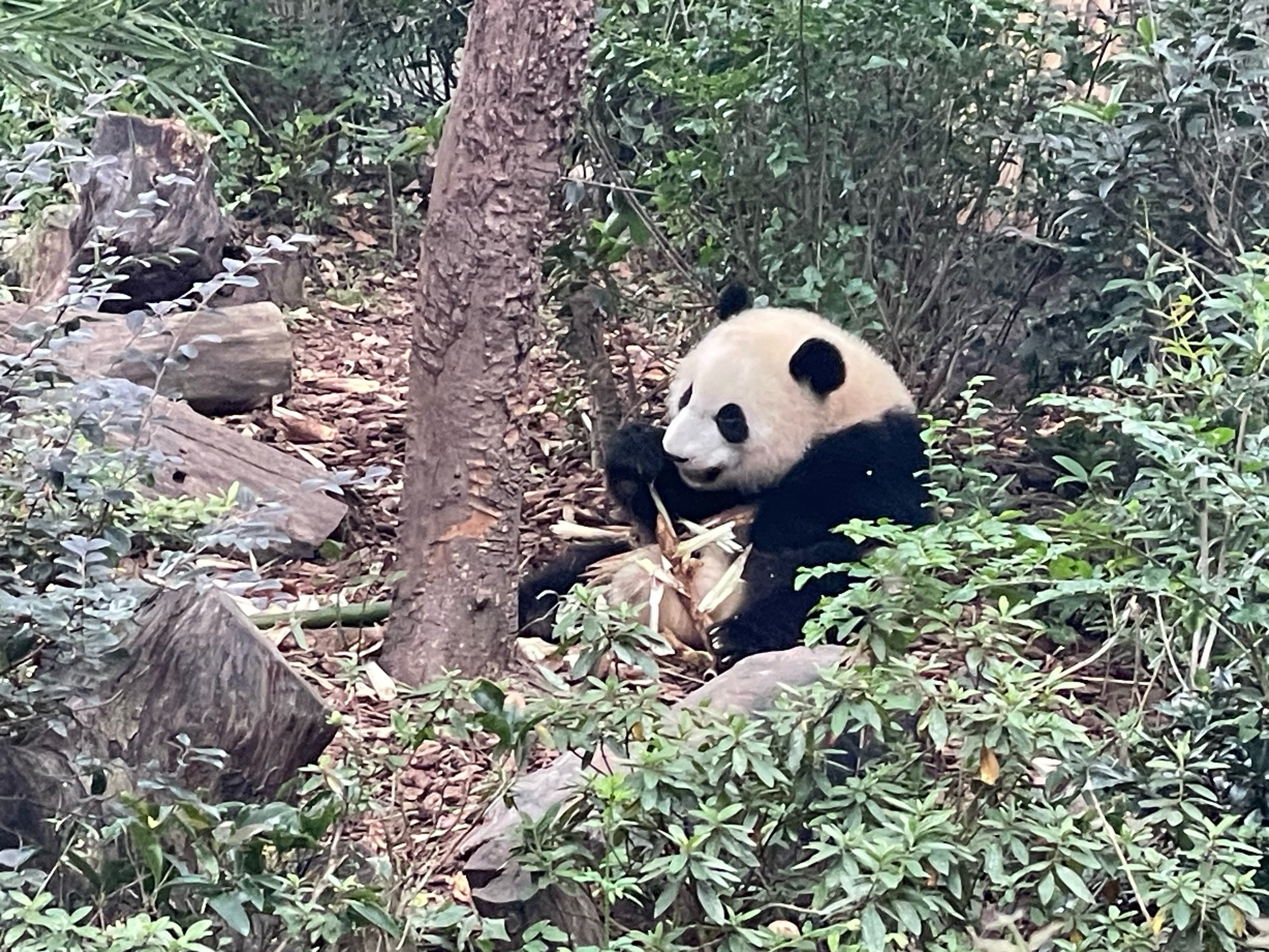 房山青龙湖镇熊猫基地图片